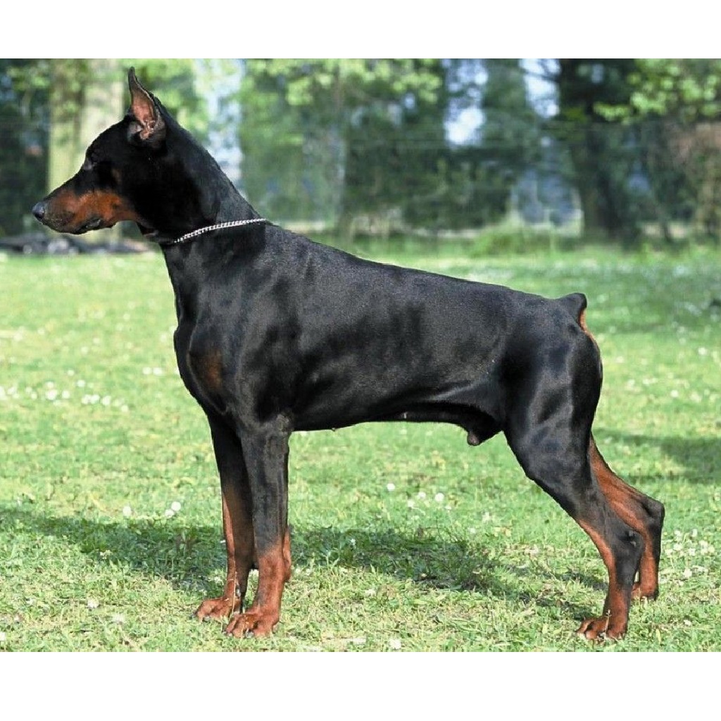 Perros de Ataque